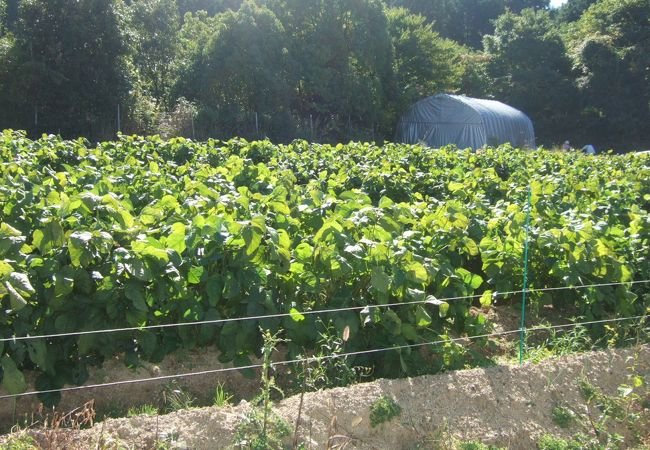 🍓 이즈미 만남 농업마을 (이즈미 후레아이 노노 사토) 이미지 1